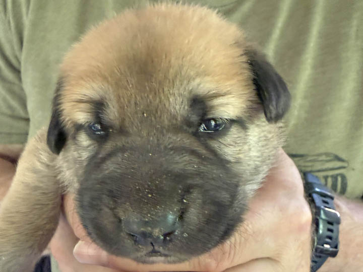 chinook puppy